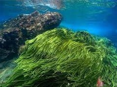 Thiết kế hệ thống nuôi cấy vi tảo chi phí thấp